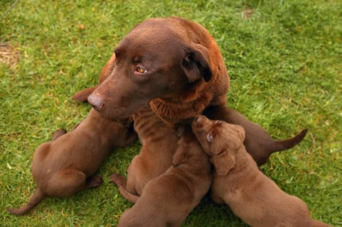 Brown Labrador Retriever dog litter of pups