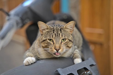 A random cat on a motor scooter in Tanger looking funny in the camera