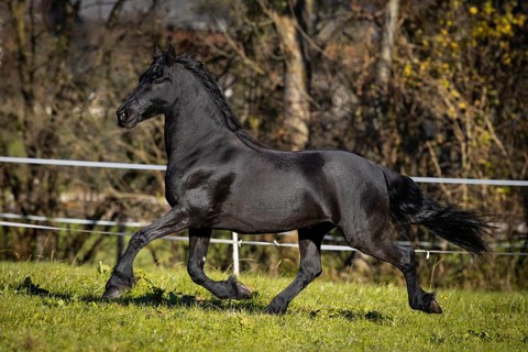 Frisian gelding in the pasture in autumn