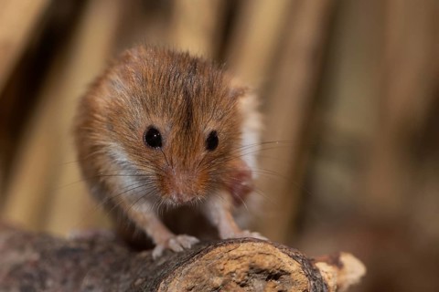 Dwarf mouse standing on a branch in front of reeds looking from the front