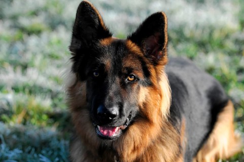 Shepherd dog, portrait, Spraitbach, Baden-Württemberg, Germany, Europe, German shepherd dog