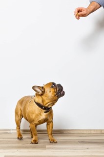 An image of a bulldog gets some food