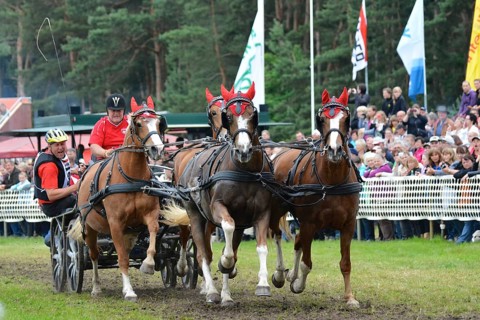 Titans of the racecourse in Brück, Brandenburg