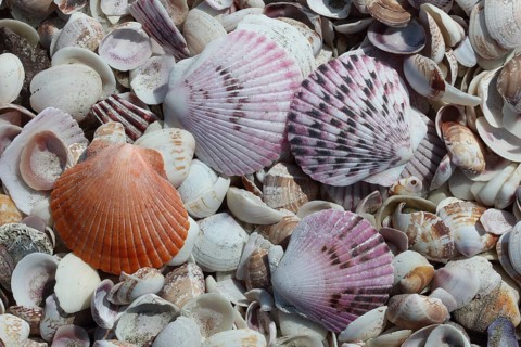 Beach, shells, near Antofagasta