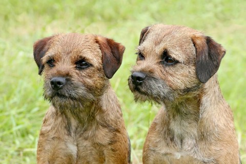 Two Border Terriers in the spring garden