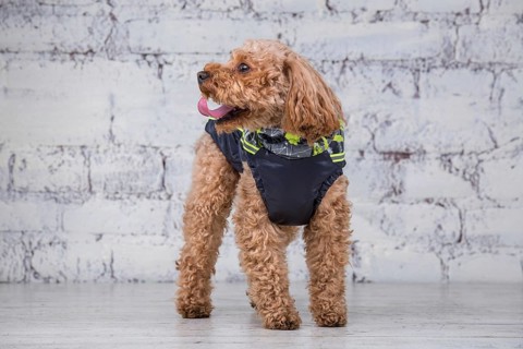 Small funny dog of brown colour with curly hair of toy poodle breed posing in clothes for dogs.