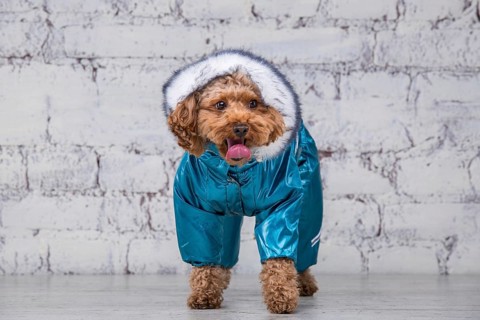 Small funny dog of brown colour with curly hair of toy poodle breed posing in clothes for dogs.