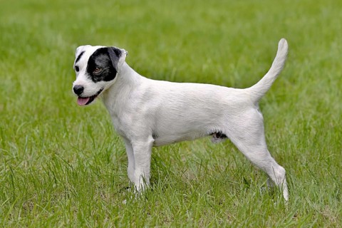 The typical portrait of Parson Russell Terrier in the spring garden
