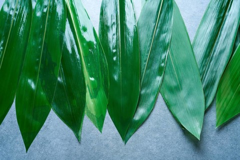 Bamboo wet leaves in a row on gray background