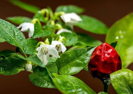 Beautiful red Ornamental pepper Aladdin on a brown background. Pepper head close-up, Odessa,