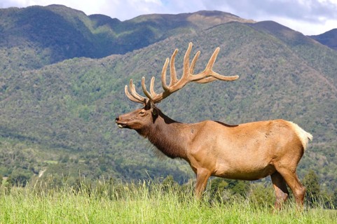 Elk stag in velvet, West Coast, South Island, New Zealand, Oceania