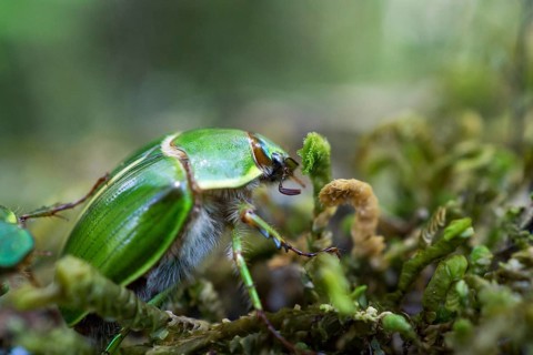 Green cockchafer on moss