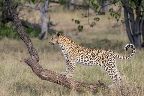 Leopard (Panthera pardus) female, standing on tree trunk, Moremi Game Reserve, Okavango Delta,