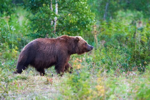 Kamchatka brown bear Ursus arctos piscator in natural habitat, walks in summer forest. Kamchatka