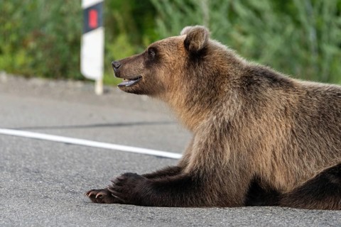 Hungry Kamchatka brown bear (Eastern brown bear) lies on roadside of asphalt road, heavily