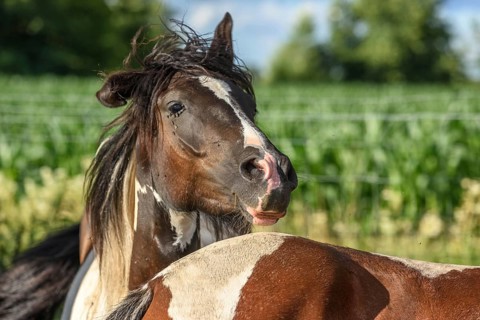 Ponies in a pasture in the French countryside