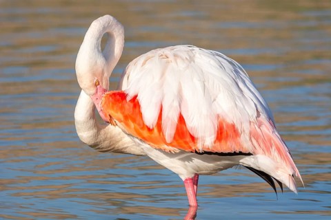 Portrait of a flamingo in a Camargue marsh., animal in the nature habitat, France, Europe