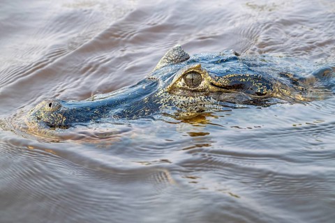 Spectacled caiman (Caiman crocodilus yacara), Crocodile (Alligatoridae), crocodile (Crocodylia),