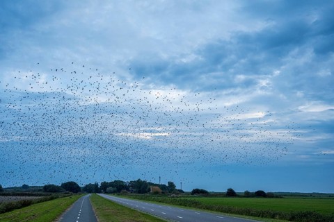 Large flock of birds over a road and fields under a cloudy sky in a blue landscape, Starling flight