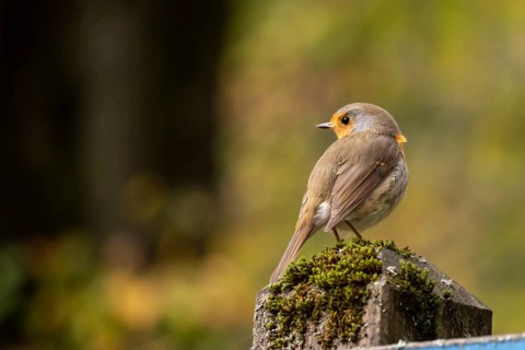 Beautiful European robin sitting on a pole in a park in autumn