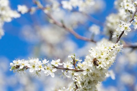 Honey bee collecting pollen from flowers. Spring nature. Bee collects nectar from the white flowers