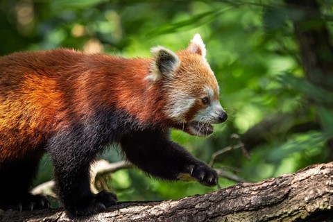 Red panda (Ailurus fulgens) on the tree. Cute panda bear in forest habitat