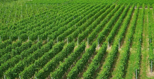 Aigle vineyard in Alps at Switzerland Swiss