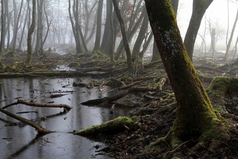 Quarry forest in Bavaria