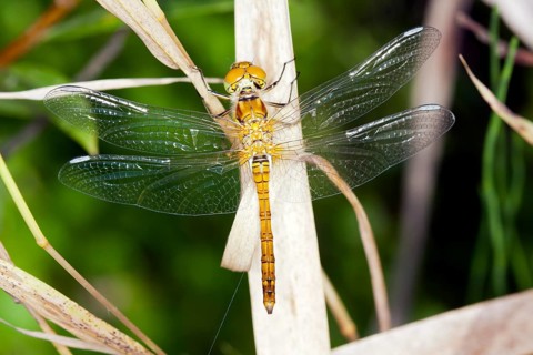 Sympetrum vulgatum, Vagrant darter