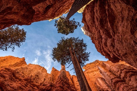 Iconic Wall Street gorge in the Bryce Canyon valley in Utah, USA, North America