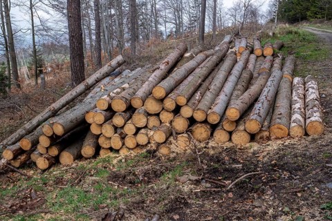 Forest pine and spruce trees. Log trunks pile, the logging timber wood industry