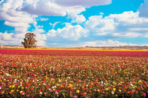 Large multicolored buttercups - ranunculus bloom in fields in southern Israel. Huge floral carpet