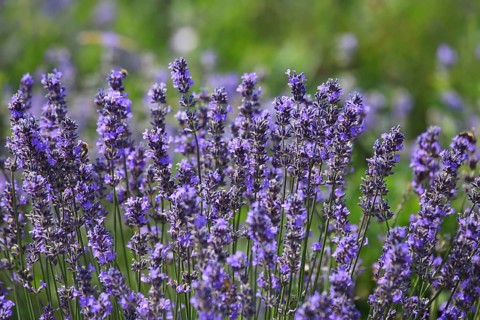 Close-up of lavender in bloom in a lush field. The lavender flowers are a rich purple colour and