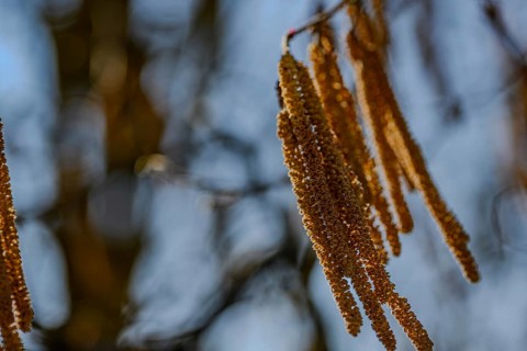 Close-up of golden-brown kittens against a blurred background, riparian forest at the Danube oxbow,