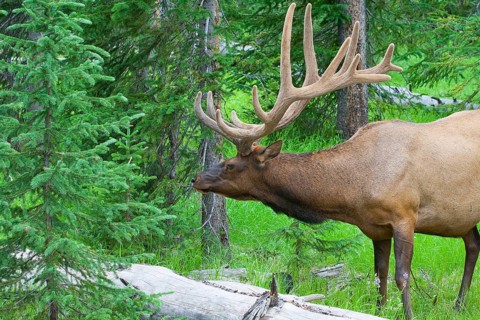 Large bull elk standing in a meadow in the woods in Yellowstone National Park