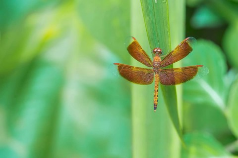 Red dragonfly on a green leaf