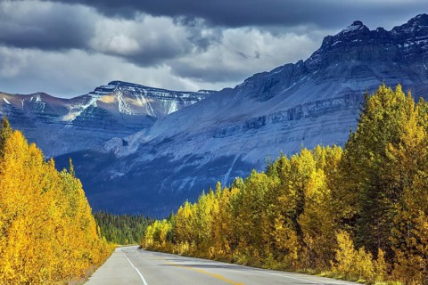 Bright yellow aspen and birch beside the road. Majestic mountains and glaciers on the background of
