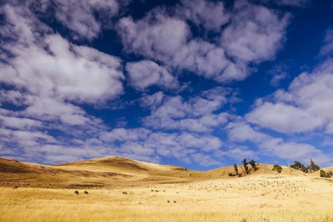 Summer time landscape in the Central Plateau Conservation Area near Ouse in Tasmania, Australia,