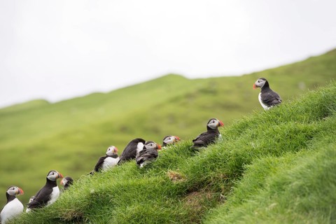 Atlantic puffins, Fratercula arctica sitting on grass on the Faroe Islands in front of its burrow,