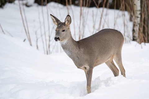 Wild roe deer in the snow. Capreolus capreolus