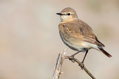 Isabelline Wheatear, (Oenanthe isabellina), biotope, habitat, foraging, animals, birds, songbird,