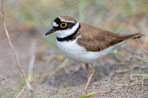 Little Ringed Plover, Little Ringed Plover, (Charadrius dubius), plover family, biotope, foraging,