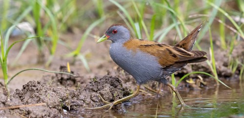 Little Crake, Little Crake, Small Crake, (Porzana parva), biotope, habitat, foraging, family of