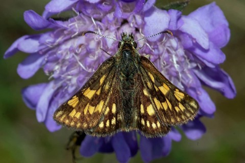 Chequered skipper (Carterocephalus palaemon)