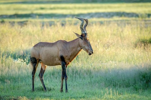 Red hartebeest standing in the grass