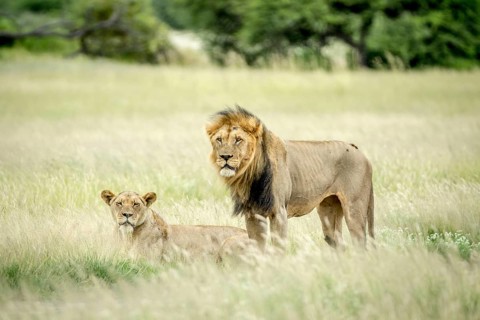 Lion mating couple in the grass in the Central Kalahari, Botswana, Africa
