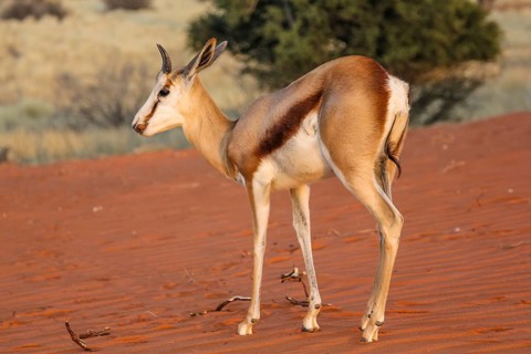 Springbok on the red dunes of the Kalahari desert, Namibia, Africa