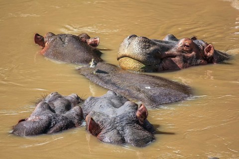 A group of hippopotamus in a river. Serengeti National Park, Tanzania, Africa