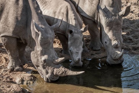 Three drinking White rhinos in the Kruger National Park, South Africa, Africa