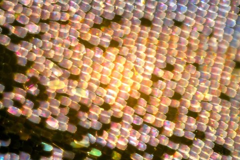 Peacock butterfly - wing scales (Inachis io)